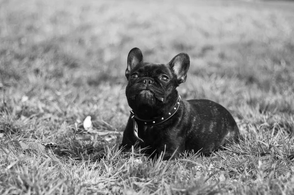 Schwarze Französische Bulldogge Park Schwarz Weiß Foto Thementiere Hunde Freien — Stockfoto