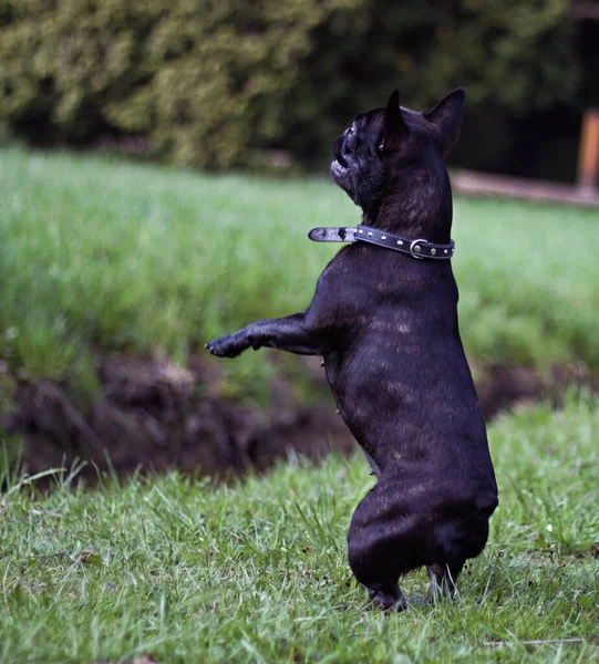 Svart Fransk Bulldogg Park Tema Djur Hundar Utomhus Sitter Titta — Stockfoto