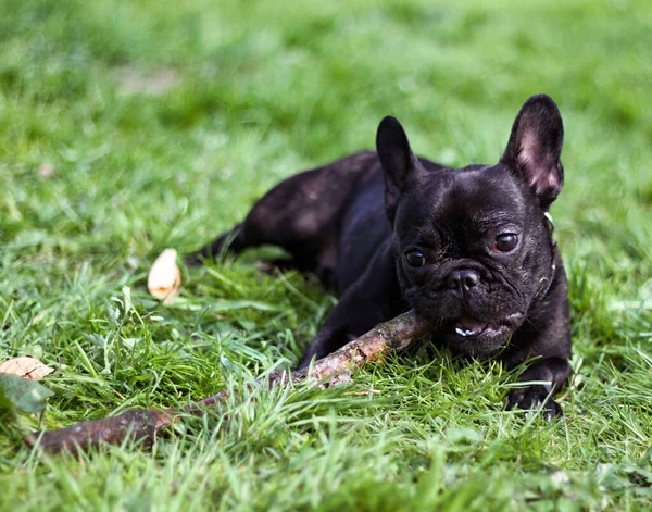 Schwarze Französische Bulldogge Park Thementiere Hunde Freien Sitzen Beobachten Niedlich — Stockfoto