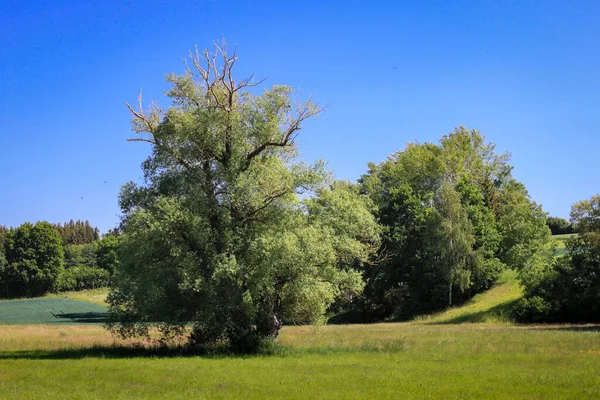 Ağaçlı Parlak Mavi Gökyüzü Manzaralı Bir Çayır Tema Duvar Kağıdı — Stok fotoğraf