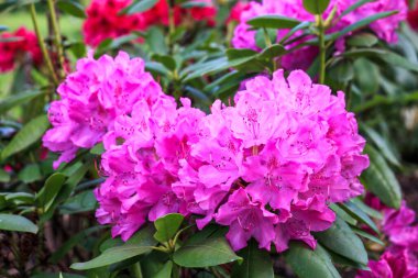 Bahçede pembe rhododendron çiçekleri. Doğa teması, çiçekler, detay, duvar kağıdı, düğün