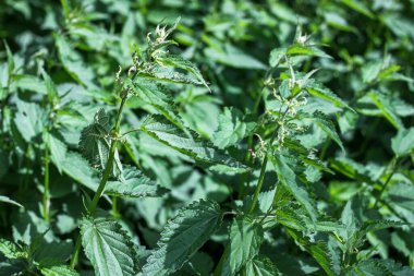 Isırgan otlu çayır. Şifalı bitkiler teması, duvar kağıdı, doğa, güneşli gün.