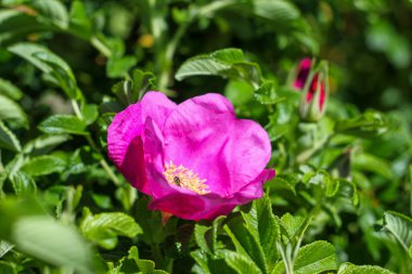 Yeşil arka planda yaban gülü, pembe çiçek. Doğa teması, çiçekler, yakın plan, duvar kağıdı, düğün, tek çiçek