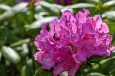Bahçede pembe rhododendron çiçekleri. Doğa teması, çiçekler, detay, duvar kağıdı, düğün