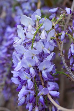 Bahçede mavi çiçekli salkımlar, doğa teması, çiçekler, park, bahçe, tebrik kartı, taziyeler