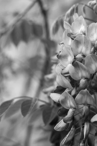 Blue flowering wisteria in the garden, black and white photo. Nature theme, flowers, park, garden, greeting card, condolences