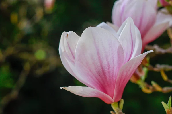 Квітуча Рожева Магнолія Парку Природа Тема Квіти Парк Сад Вітальна — стокове фото