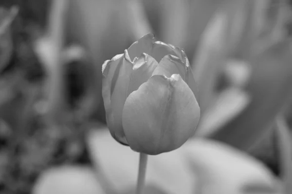 Detail Van Een Enkele Rode Tulpenbloem Zwart Wit Foto Thema — Stockfoto