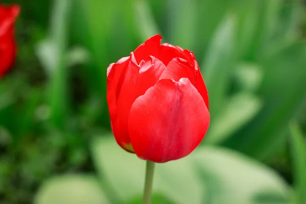 Деталь Однієї Червоної Квітки Тюльпанів Квіти Природа Мистецтво Привітання Свята — стокове фото