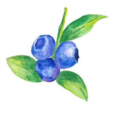 Beyaz arka planda yaban mersini ve yapraklar