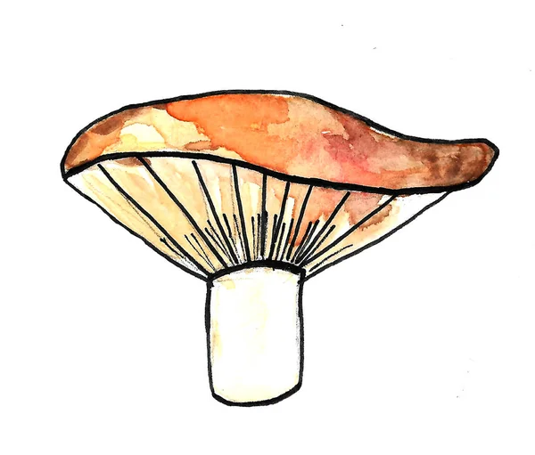 Paddestoel bos aquarel illustratie geïsoleerd op witte achtergrond — Stockfoto