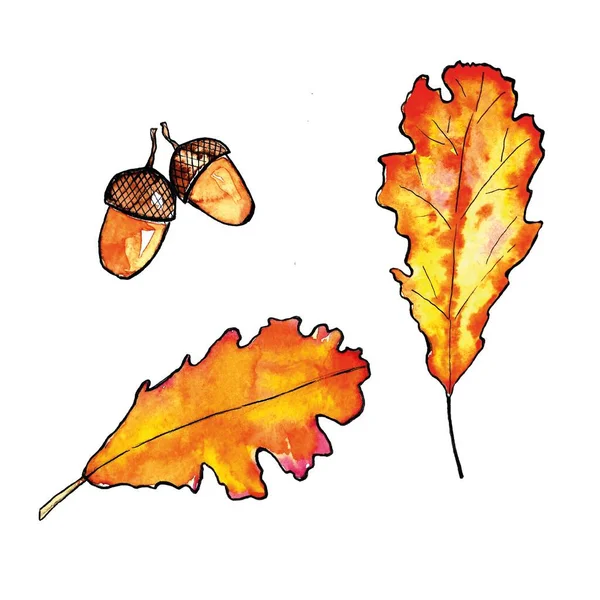 Set von herbstlichen Aquarellelementen. Handgezeichnete Blätter, Eicheln — Stockfoto