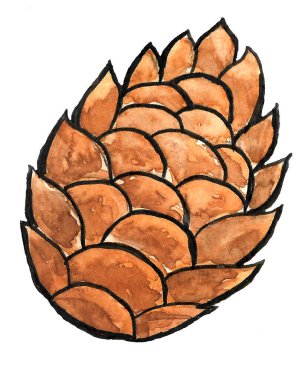 Poster, bayrak, davetiye ve kartlar için beyaz arkaplanda suluboya çam kozalağı