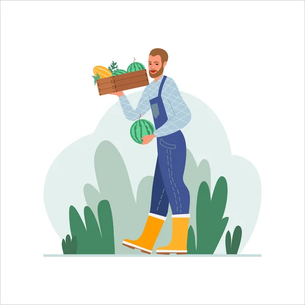 Homem agricultor com uma caixa de melancias e melões. O conceito de alimentos orgânicos saudáveis. Ilustração vetorial em estilo plano. Isolado sobre um fundo branco . — Vetor de Stock