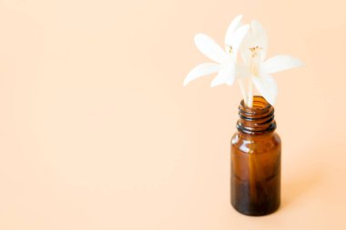 Millingtonia Hortensis, Kokulu beyaz çiçekler küçük vazoda