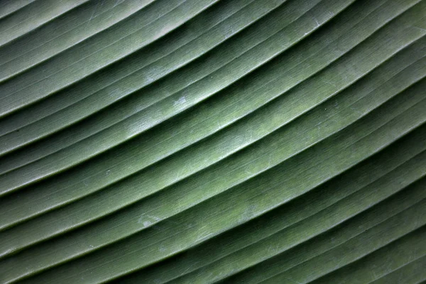 The texture of a banana leaf background