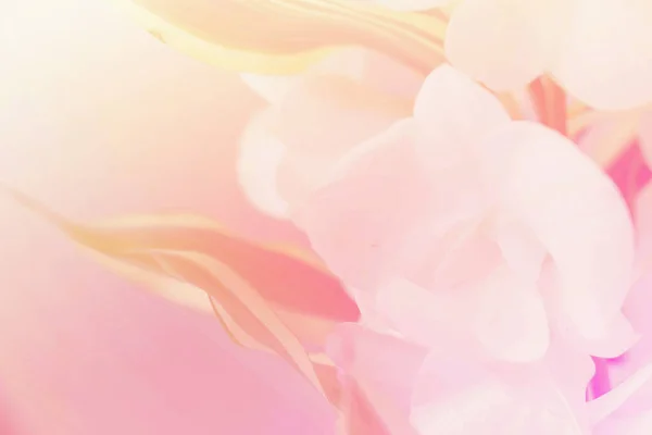 Söt Och Pastell Färg Blomma Mjuk Och Suddig Fokus Foto — Stockfoto
