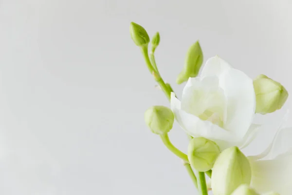Gri arkaplanda beyaz orkide