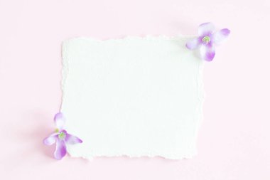 Pastel arkaplan üzerine beyaz kağıt kartın bir kopyası, pastel duvar kağıdı için yaratıcı tasarım.
