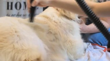 Kuaförde Golden Retriever kurutmak. Köpek için profesyonel bakım..