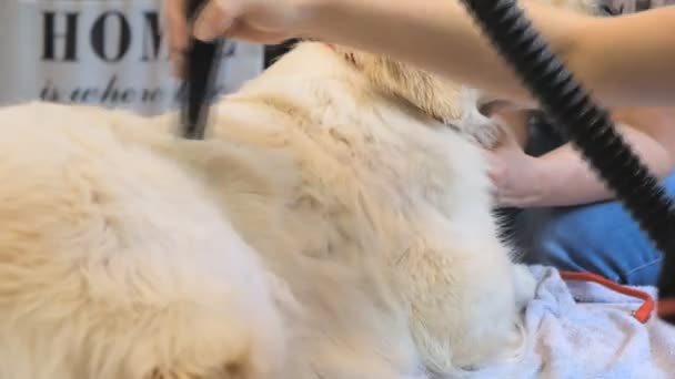 グルーミングサロンでゴールデンレトリバーを乾燥させます 犬の専門的なケア — ストック動画