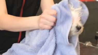 profesyonel köpek Malta Tur-köpek damat salonda kurutma.