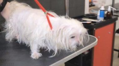 profesyonel köpek Malta Tur-köpek damat salonda kurutma.