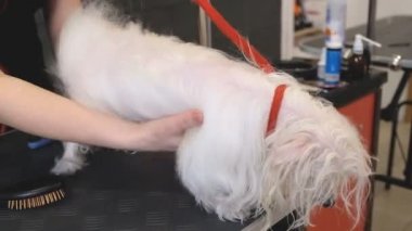 profesyonel köpek Malta Tur-köpek damat salonda kurutma.
