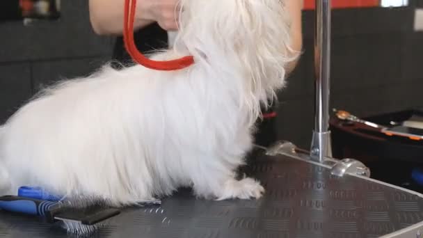 プロの犬のグルーミング サロンでマルタ ラップ犬を乾燥 — ストック動画