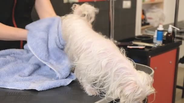 Professionell Hund Torkning Maltesiska Knähund Grooming Salong — Stockvideo