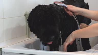 Profesyonel köpek damat salonda Newfoundland yıkama.