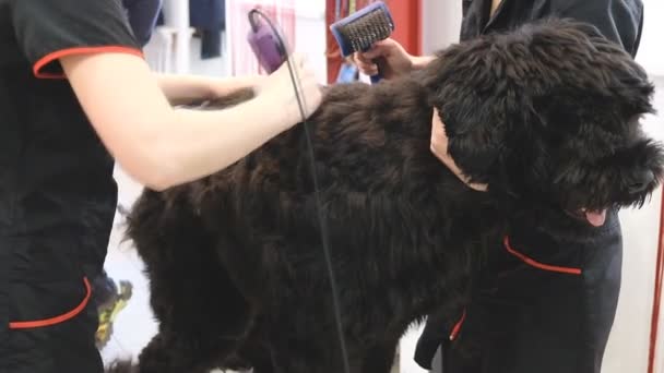 Professionele Kapsel Newfoundland Grooming Salon — Stockvideo