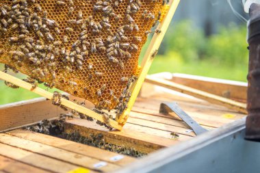 Arılar arı peteğin üzerinde oturuyorsun. Arılar balı.