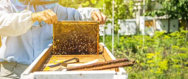 Die Bienen Sitzen Auf Den Bienenwaben Bienen Machen Honig — Stockfoto