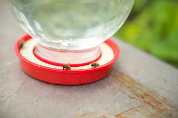 arı ile tatlı su top-dressing bahar