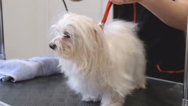 profesyonel köpek Malta Tur-köpek damat salonda kurutma.