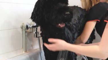 Profesyonel köpek damat salonda Newfoundland yıkama.