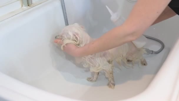 プロの犬のグルーミング サロンでマルタ ラップ犬を洗う — ストック動画