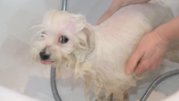 Επαγγελματική Σκυλί Πλύσιμο Μάλτας Αγκαλιά Σκύλος Στο Καλλωπισμός Salon — Αρχείο Βίντεο