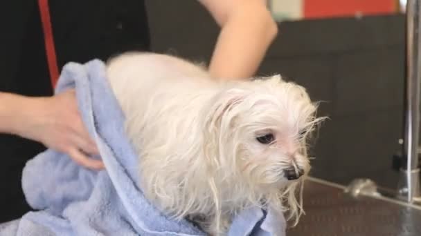 Séchage Professionnel Chien Chien Maltais Dans Salon Toilettage — Video