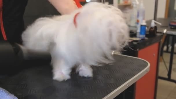 Profesjonalny Pies Suszenia Maltański Okrążenia Dog Grooming Salon — Wideo stockowe
