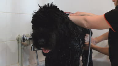 Profesyonel köpek damat salonda Newfoundland yıkama.