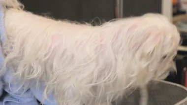 profesyonel köpek Malta Tur-köpek damat salonda kurutma.