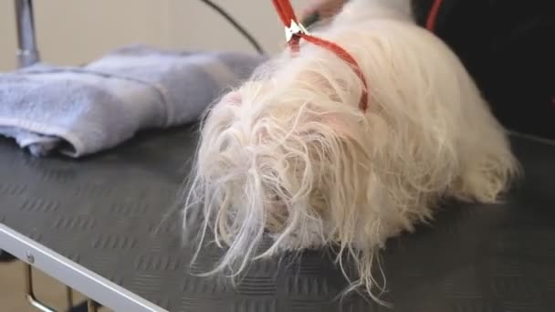 Profesjonalny Pies Suszenia Maltański Okrążenia Dog Grooming Salon — Wideo stockowe