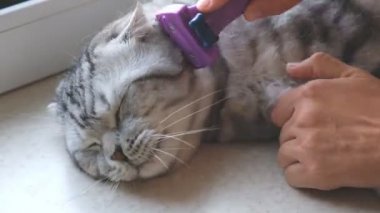 Bir kadın bir İskoç kedi katlanmış bir fırça ile onu evde beslenen hayvan çizikler.