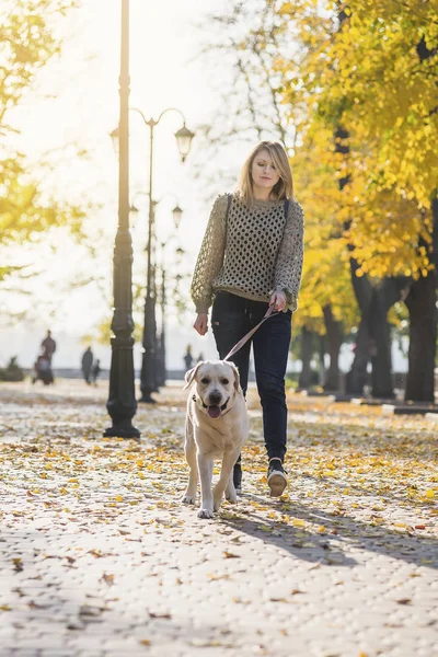 Bir sarışın bir labrador Park ile yürüyor.