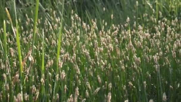 Erba Ondeggiava Nel Vento Vicino Villaggio — Video Stock