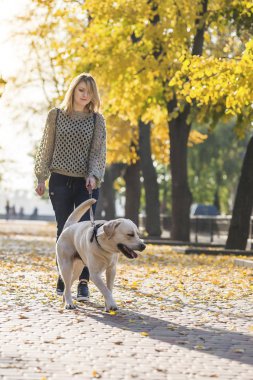 Bir sarışın sonbaharda bir parkta bir labrador ile yürüyor.