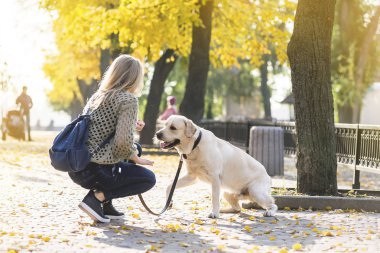 Genç Sarışın yanındaki parkta bir yürüyüş için onu evde beslenen hayvan Labrador sonbaharda çömelmiş.