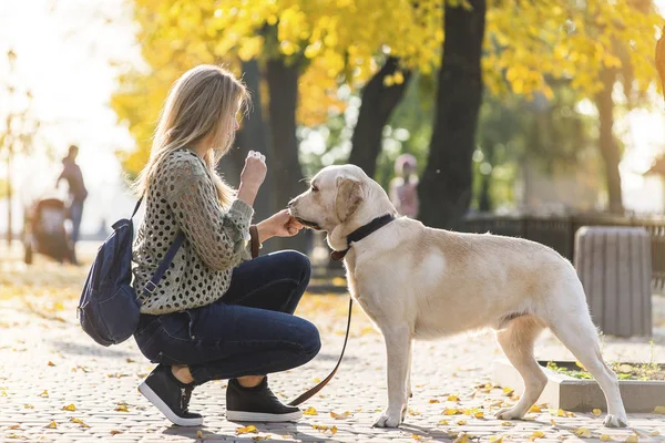 Młoda Blondynka Przykucnął Obok Psa Labrador Spacer Parku Jesienią — Zdjęcie stockowe